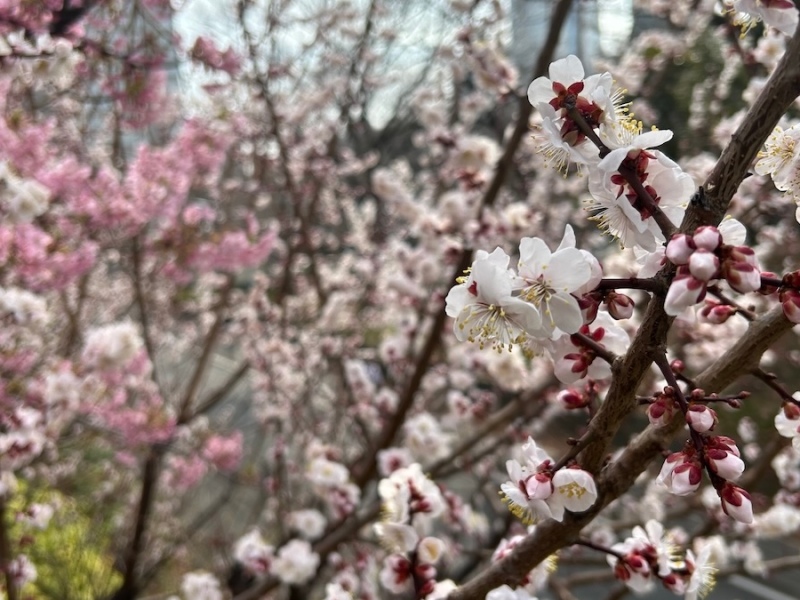 新宿中央公園に咲く花：2月、梅と河津桜。